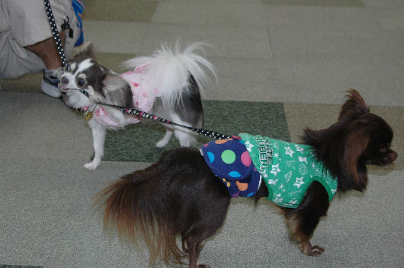 シエルちゃん･チョコラくん