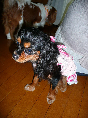 キャロルちゃん