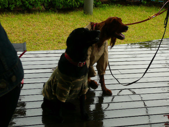 あずき・カリン