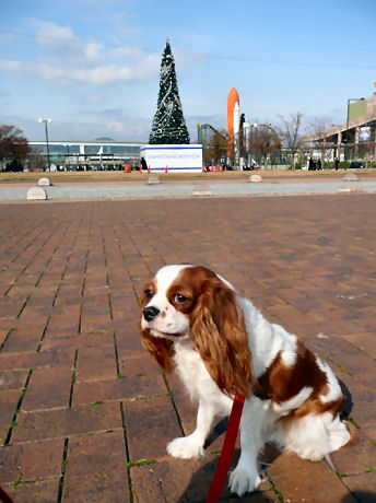 maron&alice sannta 054.jpg