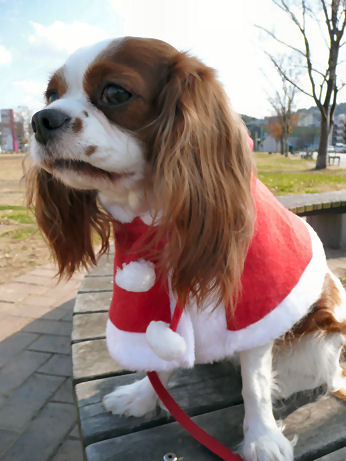 maron&alice sannta 072.jpg