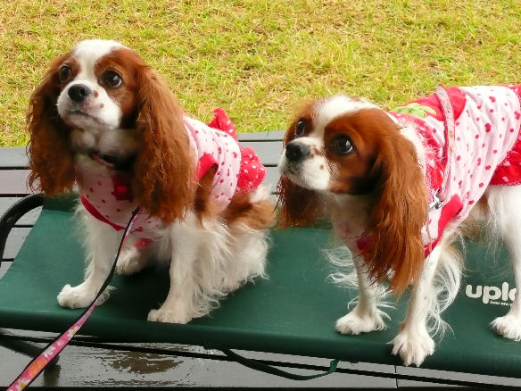 アリス・ケイティ