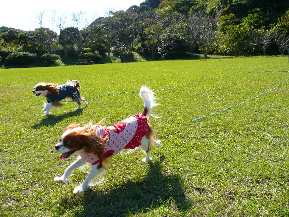 バディくん・ケイティ