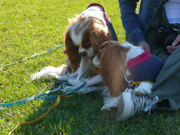 バディくん・サスケくん