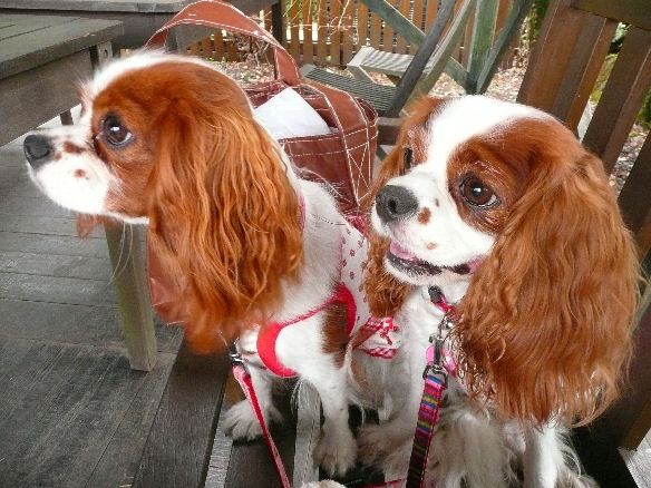 アリス＆ケイティ