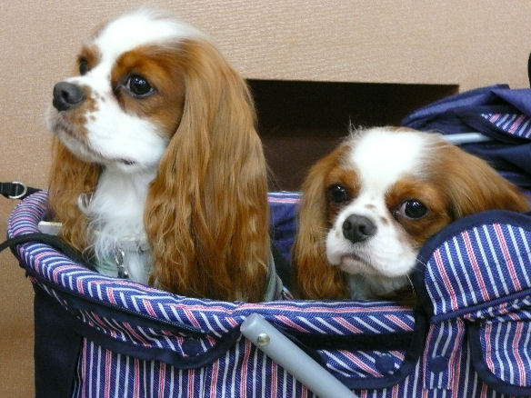 バディくん・サスケくん