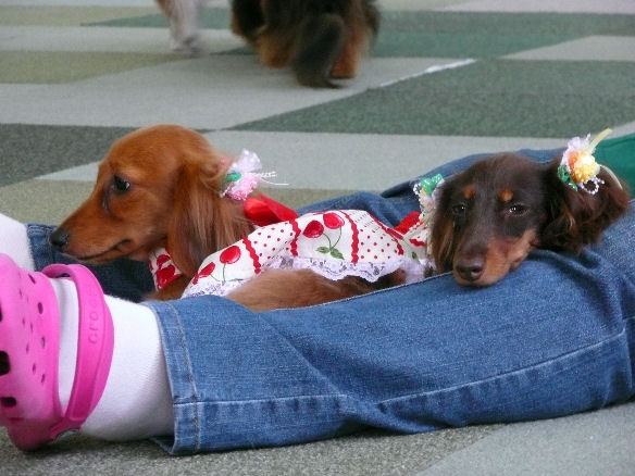 シュシュちゃん・ミリーちゃん