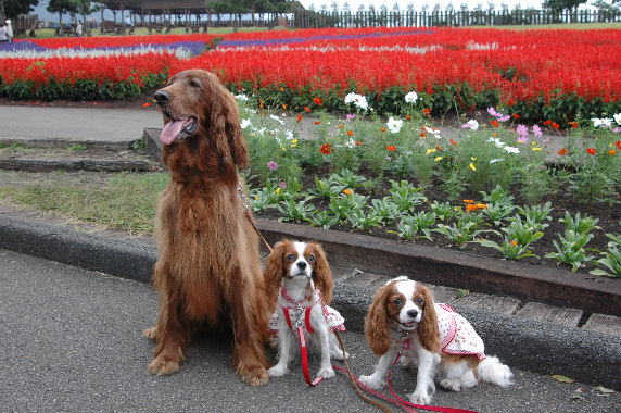 マロン＆アリス＆ケイティ