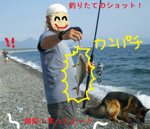 カンパチ