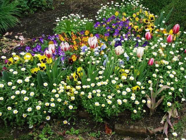 4月27日　実家の花壇