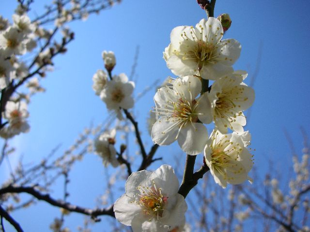 梅の花が満開