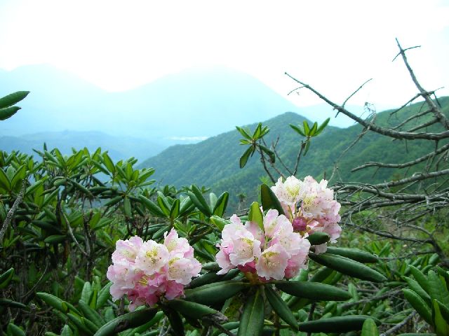 石楠花