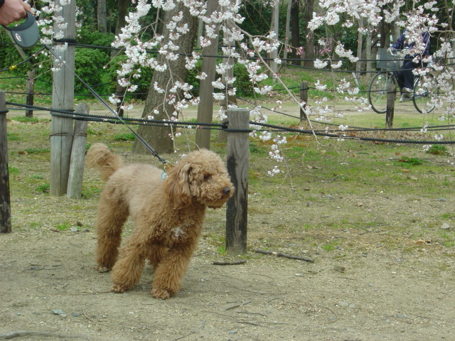 もきと桜