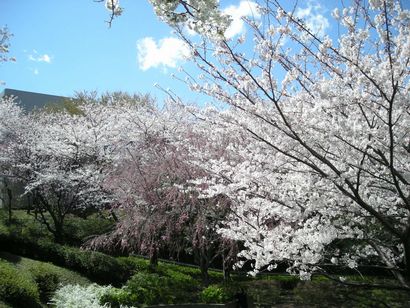 桜（久良岐公園へ）