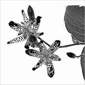 ホトトギス墨絵Ｓ