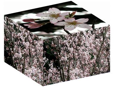 寒桜の立方体