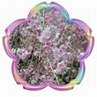 桜の枠・作成手順