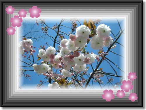 フエードアウトで花の枠・八重桜