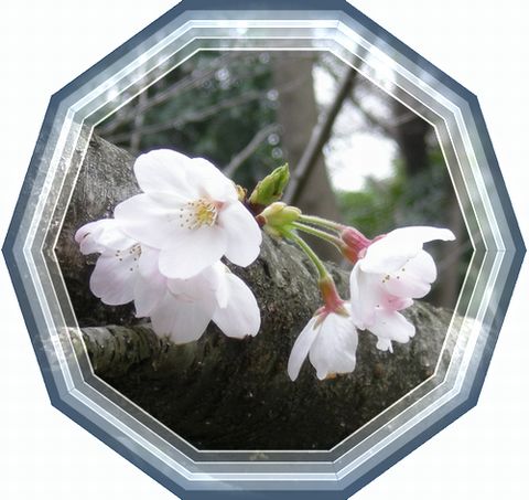 桜　・　１２角形の透明枠