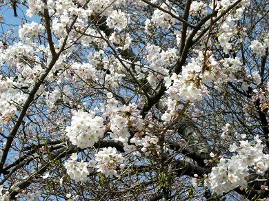 岡村公園の桜１