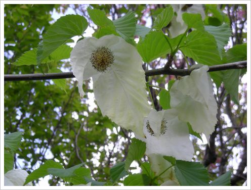 ハンカチの木・2011.4.29県立フラワーセンター大船植物園