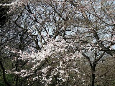 岡村公園の桜２