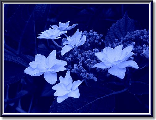 藍と白のコントラスト・紫陽花