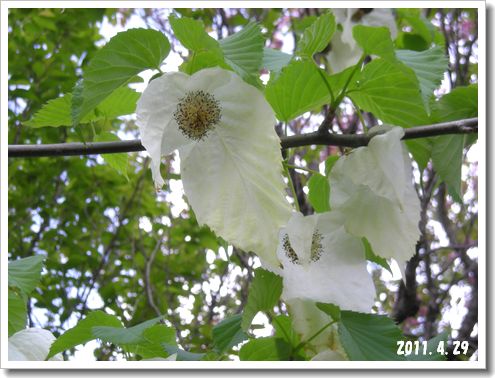 ハンカチの木の花・フラワーセンター大船植物園