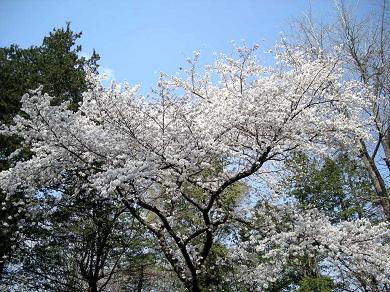 高井戸の桜