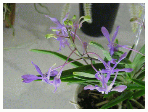 世界ラン展2011-Gifアニメ