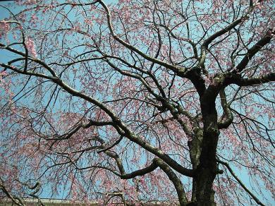 Ｉ家のしだれ桜