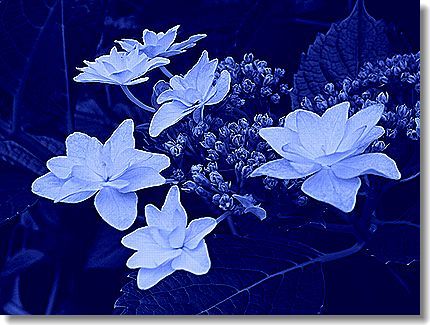 シャープ(最大)