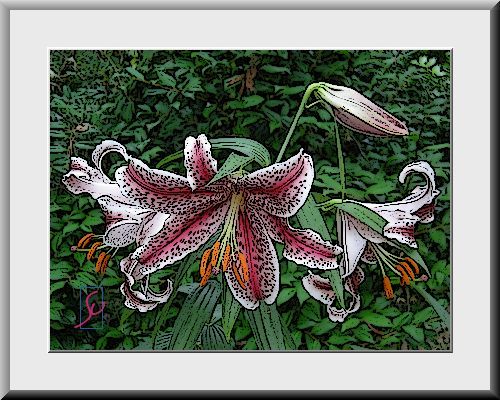 絵画風 ・ 紅筋山百合(フラワーセンター大船)