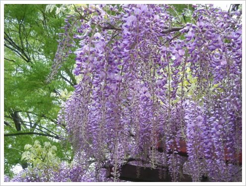 フラワーセンター大船　・　藤