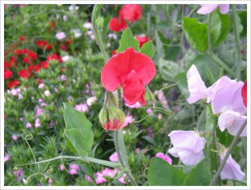 フラワーセンター大船　・　スイートピー