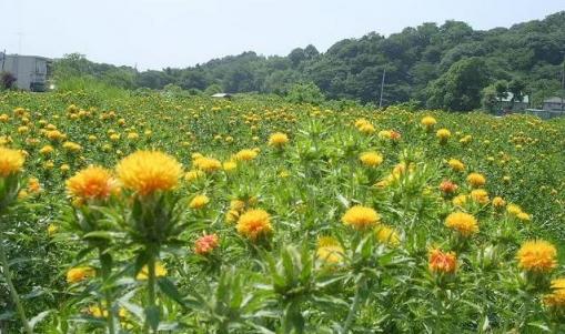 大賀ぐうし館の紅花畑