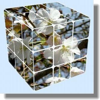山桜の白いキューブ