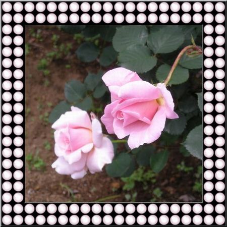 ピンクパールの額縁・バラ