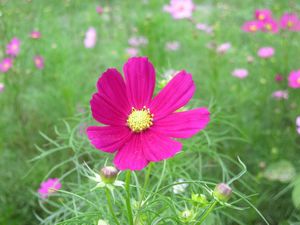 コスモス（元の画像）