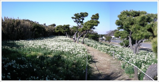 城ヶ島公園の水仙