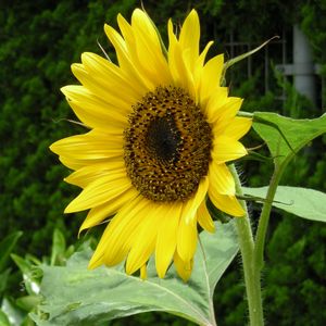 元の画像・ヒマワリ