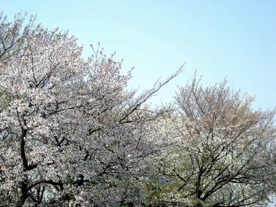 山桜　20.4.3
