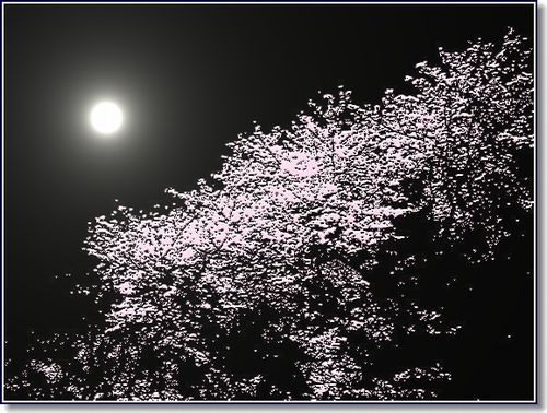 夜桜？