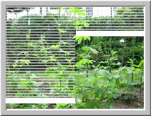 我が家のグリーンカーテン　・　ブラインドの窓
