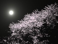 夜桜加工４