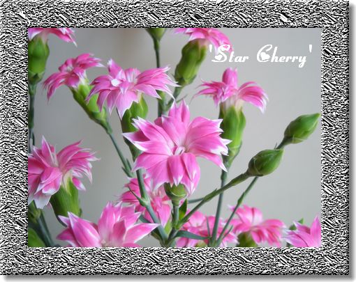 スターチェリー（Dianthus caryophyllus 'Star Cherry'）