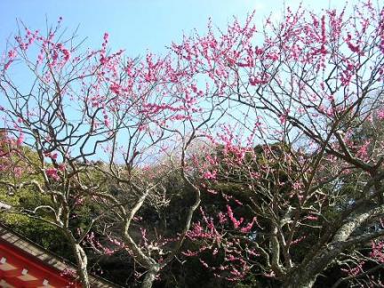 荏柄天神・紅梅