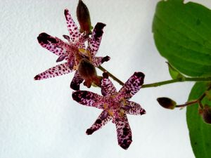 ホトトギス（元の画像）