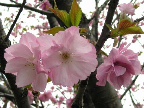 八重桜・汐見台１