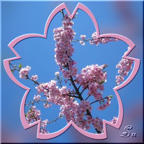 型２・河津桜